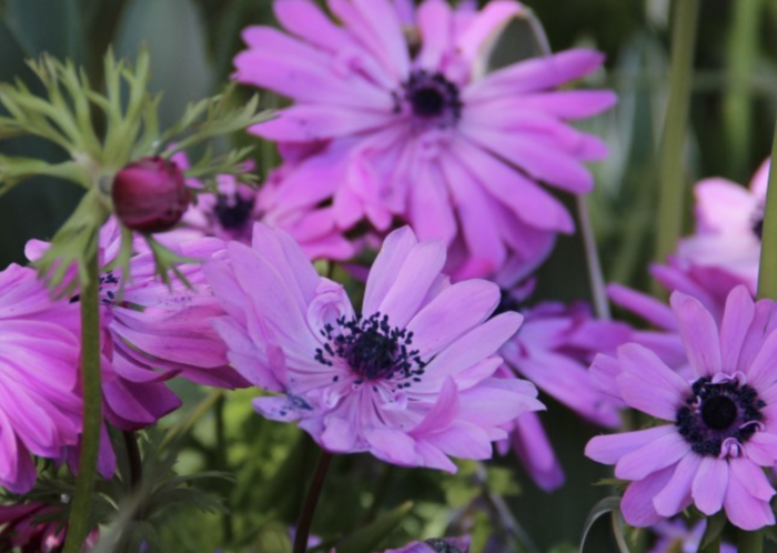 Sasanka věncová 'Admiral' - Anemone coronaria 'Admiral'