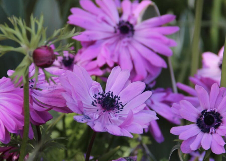Sasanka věncová 'Admiral' - Anemone coronaria 'Admiral'