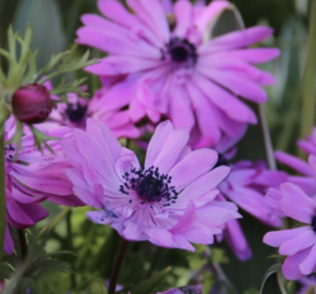 Sasanka věncová 'Admiral' - Anemone coronaria 'Admiral'