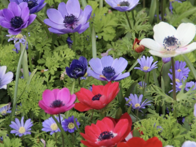 Sasanka věncová 'De Caen' - Anemone coronaria 'De Caen'