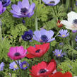 Sasanka věncová 'De Caen' - Anemone coronaria 'De Caen'