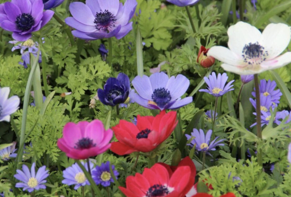 Sasanka věncová 'De Caen' - Anemone coronaria 'De Caen'