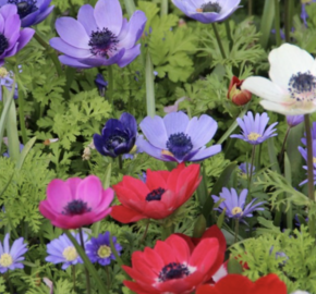 Sasanka věncová 'De Caen' - Anemone coronaria 'De Caen'