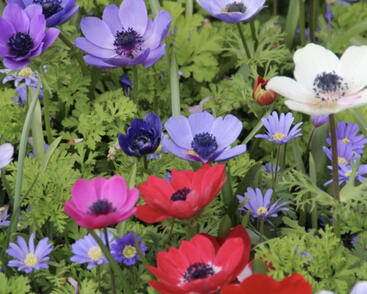 Sasanka věncová 'De Caen'