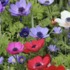 Anemone coronaria 'De Caen'.png