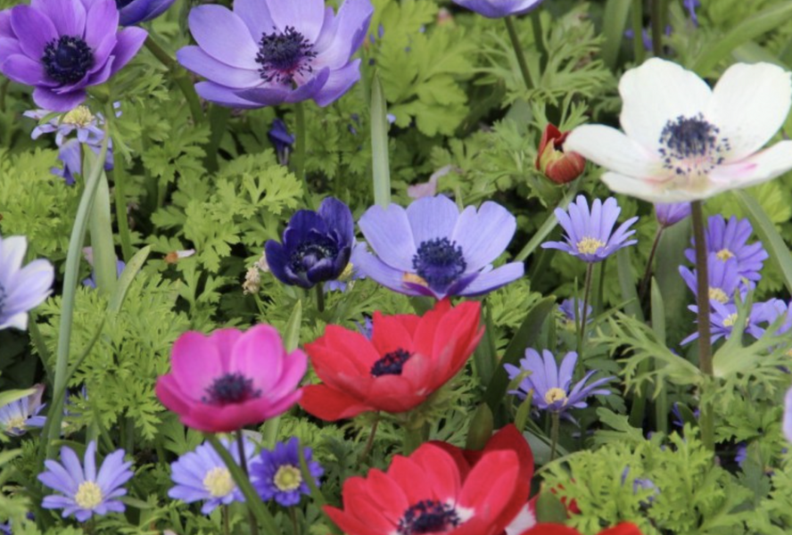 Sasanka věncová 'De Caen' - Anemone coronaria 'De Caen'