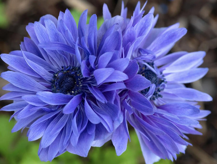 Sasanka věncová 'Lord Leieutenant' - Anemone coronaria 'Lord Leieutenant'