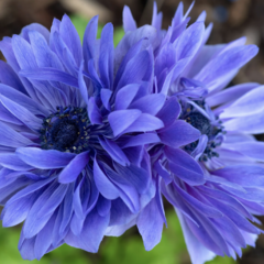 Sasanka věncová 'Lord Leieutenant' - Anemone coronaria 'Lord Leieutenant'