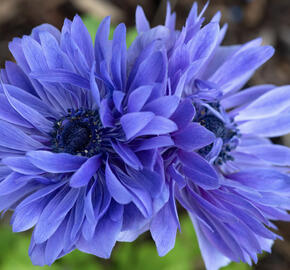 Sasanka věncová 'Lord Leieutenant'