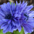 Anemone coronaria 'Lord Leieutenant'.png