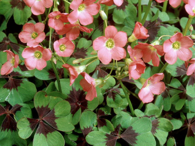 Šťavel růžový, čtyřlístek 'Iron Cross' - Oxalis deppei 'Iron Cross'