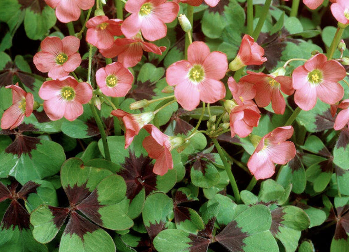 Šťavel růžový, čtyřlístek 'Iron Cross' - Oxalis deppei 'Iron Cross'