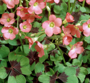 Šťavel růžový, čtyřlístek 'Iron Cross' - Oxalis deppei 'Iron Cross'