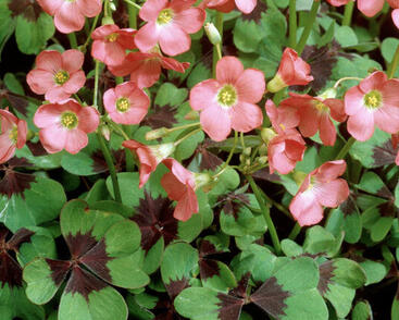 Šťavel růžový, čtyřlístek 'Iron Cross'