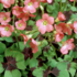 Oxalis deppei 'Iron Cross'.png