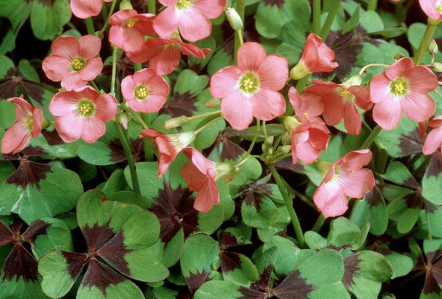 Šťavel růžový, čtyřlístek 'Iron Cross' - Oxalis deppei 'Iron Cross'