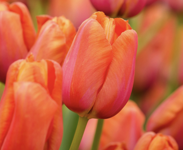 Tulipán jednoduchý pozdní 'Avignon' - Tulipa Single Late 'Avignon'