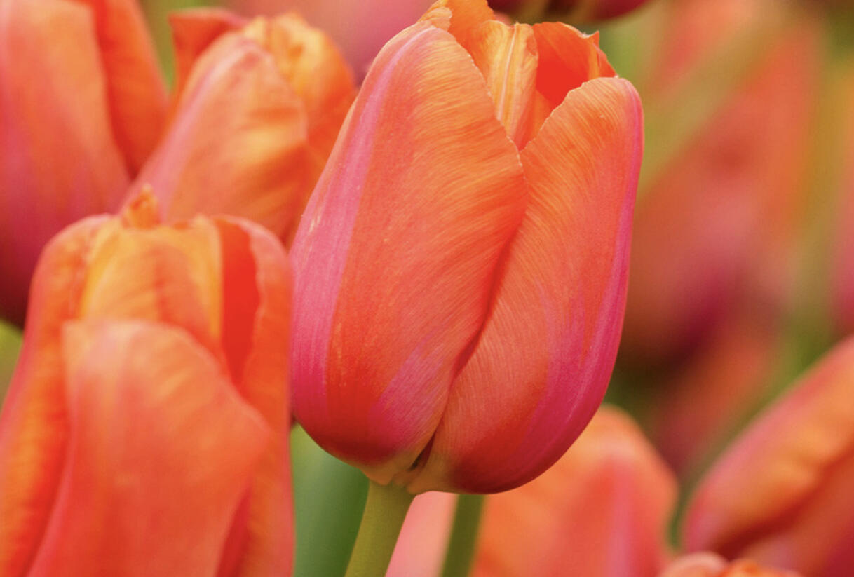 Tulipán jednoduchý pozdní 'Avignon' - Tulipa Single Late 'Avignon'