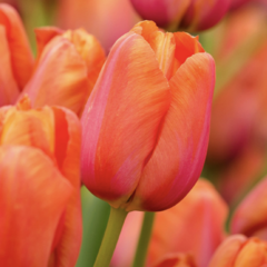 Tulipán jednoduchý pozdní 'Avignon' - Tulipa Single Late 'Avignon'