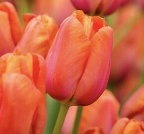 Tulipán jednoduchý pozdní 'Avignon'