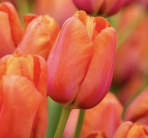 Tulipán 'Avignon' - Tulipa 'Avignon'