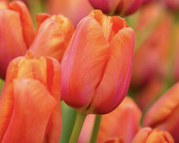 Tulipán jednoduchý pozdní 'Avignon'