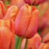 Tulipa 'Avignon'.png