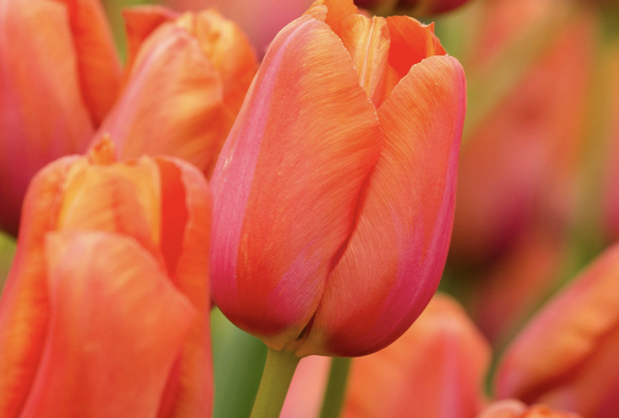 Tulipán jednoduchý pozdní 'Avignon' - Tulipa Single Late 'Avignon'