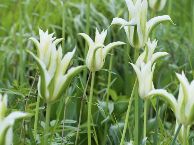 Tulipán liliovitý 'Greenstar' - Tulipa Lily Flowering 'Greenstar'