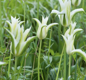 Tulipán liliovitý 'Greenstar'