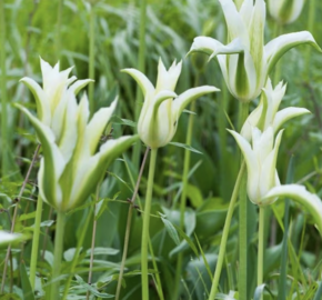 Tulipán 'Greenstar' - Tulipa 'Greenstar'