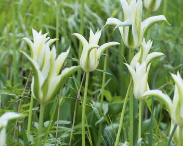 Tulipán liliovitý 'Greenstar'