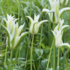 Tulipa 'Greenstar'.png
