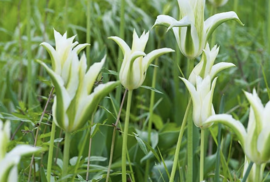 Tulipán liliovitý 'Greenstar' - Tulipa Lily Flowering 'Greenstar'
