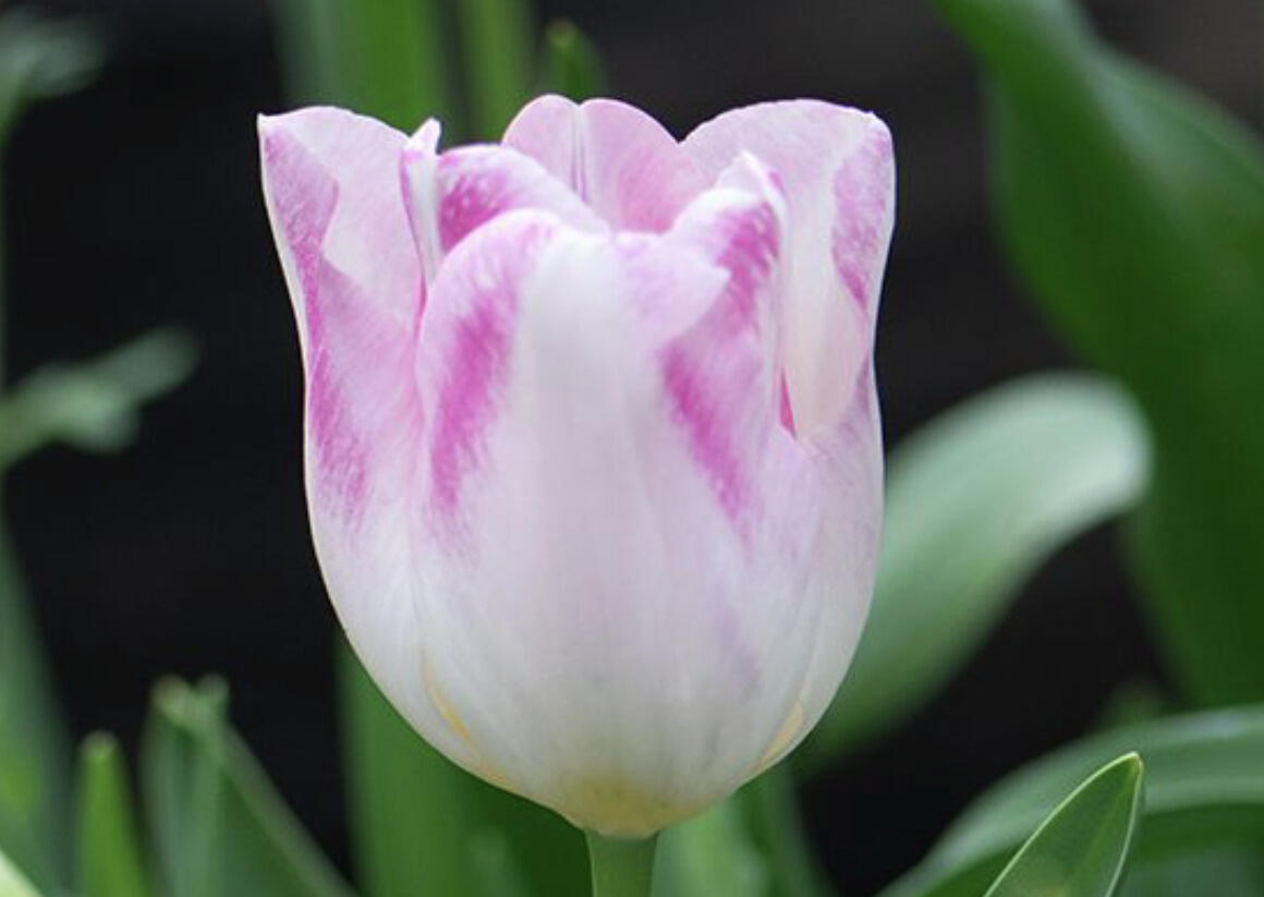 Tulipán liliovitý 'Holland Chic' - Tulipa Lily Flowering 'Holland Chic'