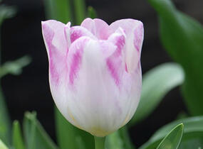 Tulipán liliovitý 'Holland Chic' - Tulipa Lily Flowering 'Holland Chic'