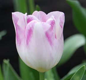 Tulipán liliovitý 'Holland Chic'