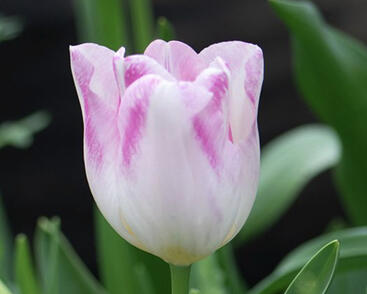 Tulipán liliovitý 'Holland Chic'