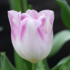 Tulipa Lily Flowering 'Holland Chic'.png