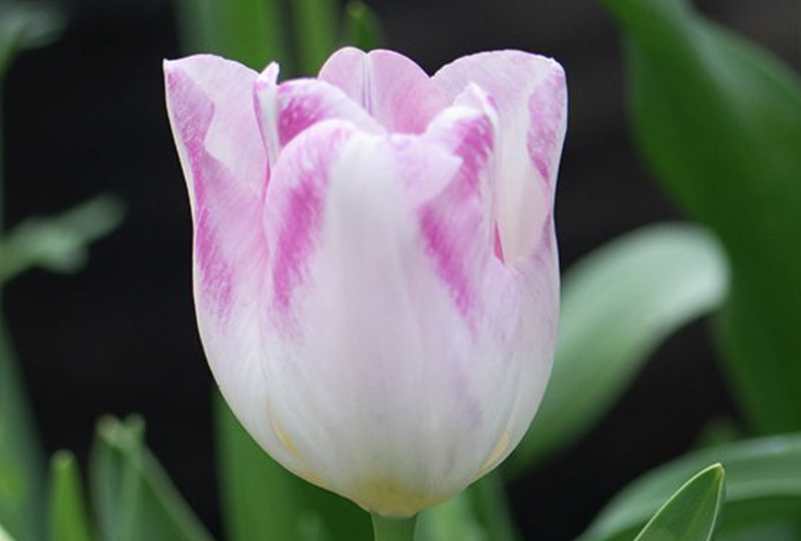 Tulipán liliovitý 'Holland Chic' - Tulipa Lily Flowering 'Holland Chic'