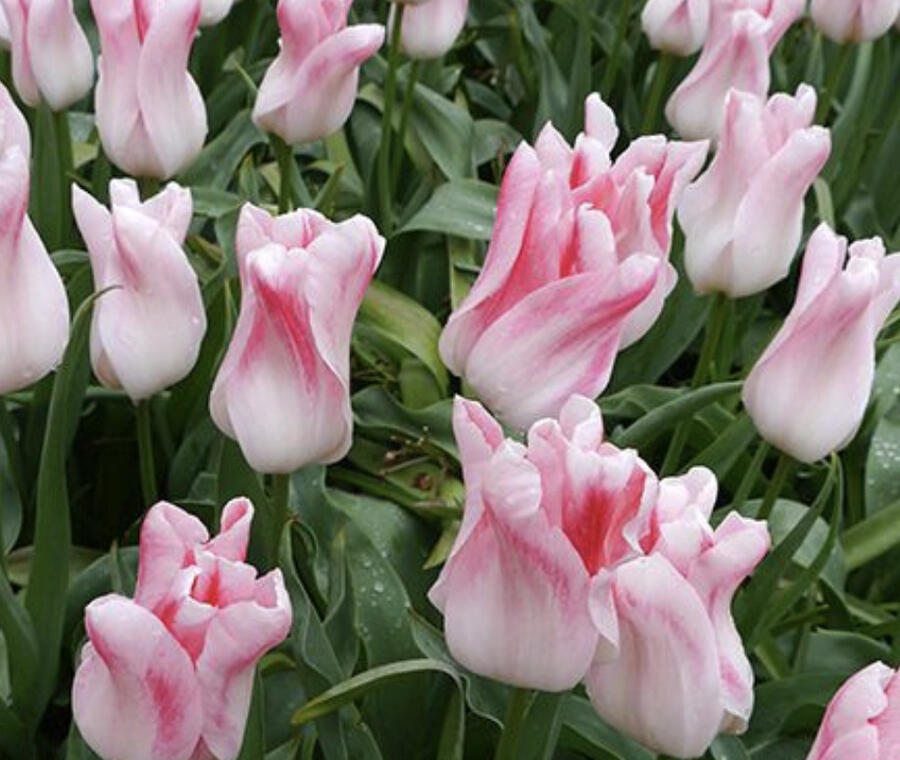 Tulipán liliovitý 'Holland Chic' - Tulipa Lily Flowering 'Holland Chic'