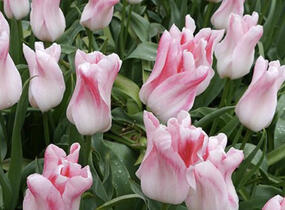 Tulipán liliovitý 'Holland Chic' - Tulipa Lily Flowering 'Holland Chic'