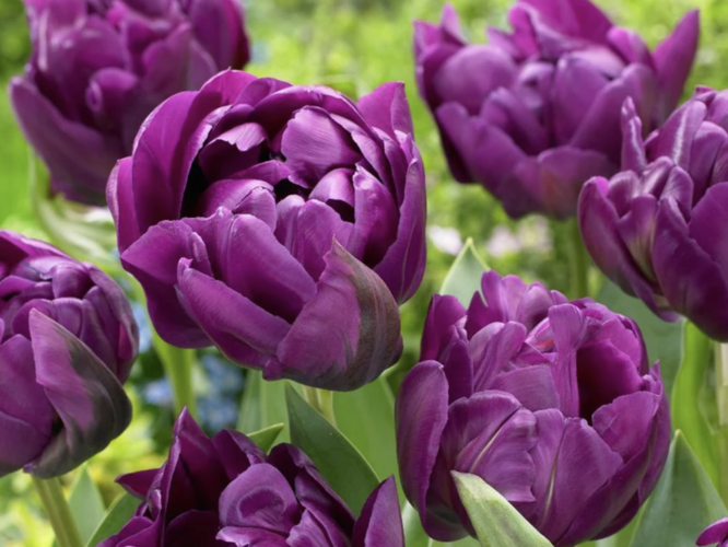 Tulipán plnokvětý pozdní 'Negrita Double' - Tulipa Double Late 'Negrita Double'