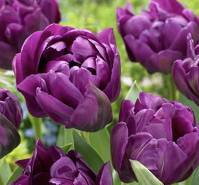 Tulipán plnokvětý pozdní 'Negrita Double'