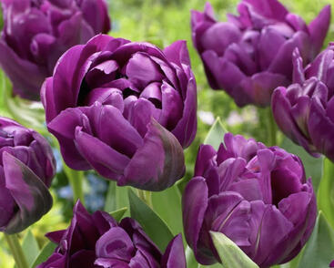 Tulipán plnokvětý pozdní 'Negrita Double'