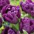 Tulipa Double Late 'Negrita Double'.png