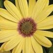 Dvoutvárka 'Tradewinds Yellow' - Osteospermum ecklonis 'Tradewinds Yellow'