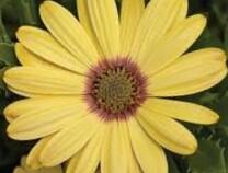 Dvoutvárka 'Tradewinds Yellow' - Osteospermum ecklonis 'Tradewinds Yellow'