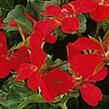 Muškát, pelargonie převislá jednoduchá 'Classic Single Red' - Pelargonium peltatum 'Classic Single Red'