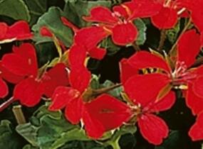 Muškát, pelargonie převislá jednoduchá 'Classic Single Red' - Pelargonium peltatum 'Classic Single Red'